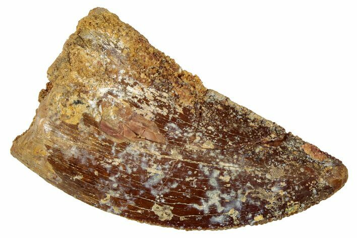 Serrated, Carcharodontosaurus Tooth - Real Dinosaur Tooth #329887